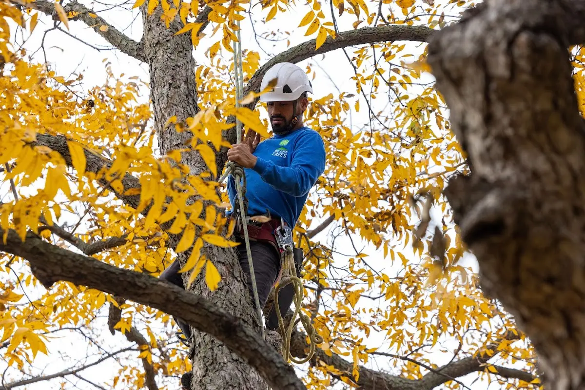 Skilled Tree Trimming crew working in Leisenring