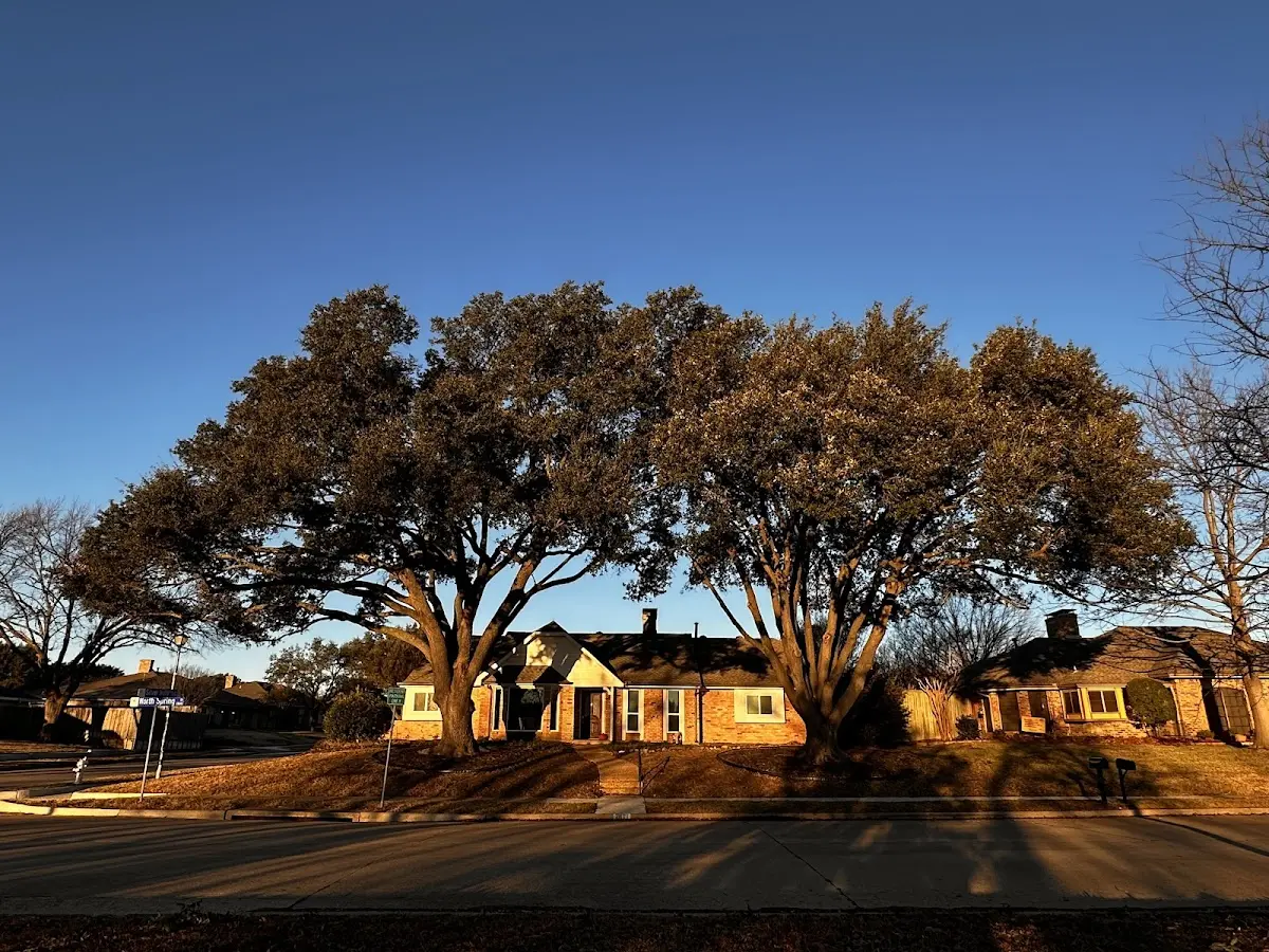Established residential canopy tree shading a home in Leisenring